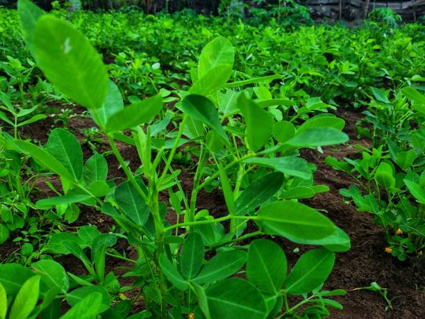 istock young peanut plants in the garden 1843936811