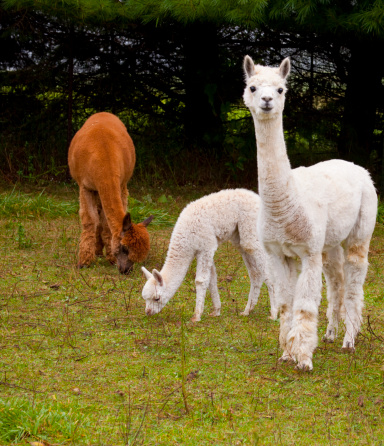 Young Alpacas Grazing in Pasture.  The nice dark background provides contrast and a space for copy.