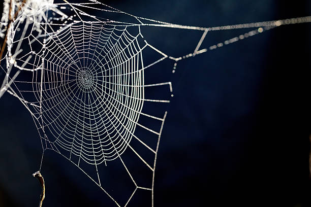 spider web. XXXL Spider web with dew drops spider web photos stock pictures, royalty-free photos & images