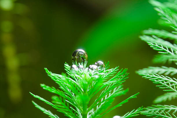 Oxygen Bubble From Aquatic Plant Oxygen bubble emerging from aquatic plant of Myriophyllum Aquaticum haloragaceae stock pictures, royalty-free photos & images