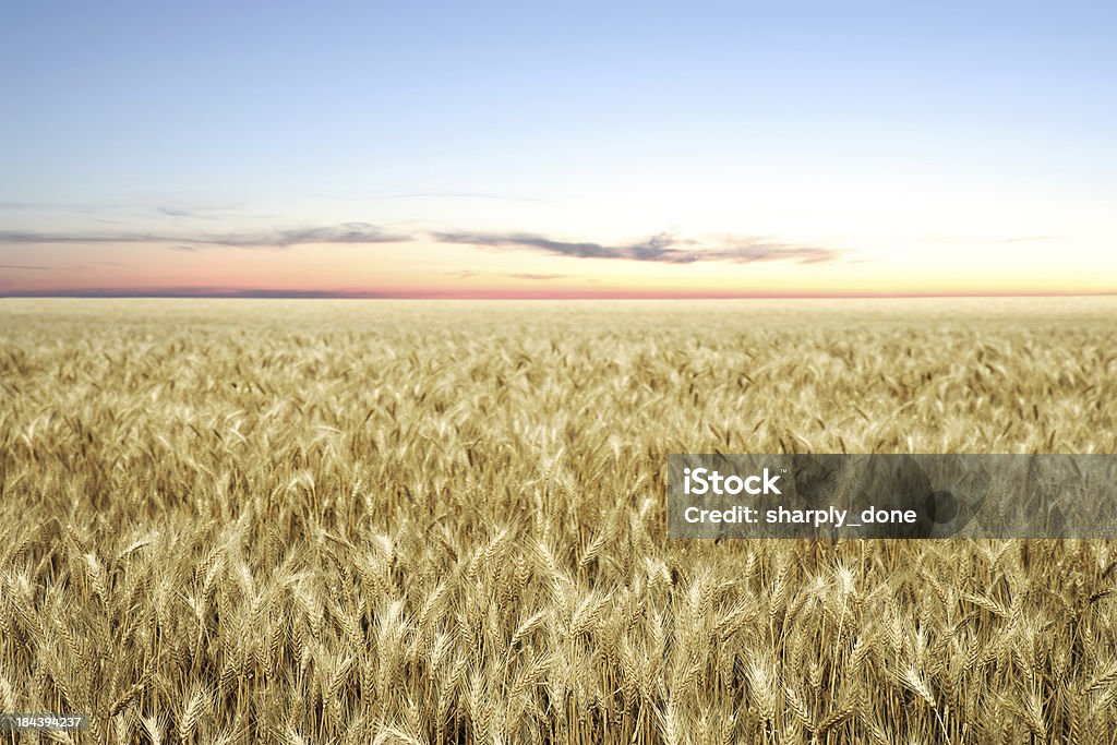 XXL campo di grano al tramonto - Foto stock royalty-free di Paesaggio