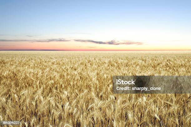 Xxl Wheat Field Twilight Stock Photo - Download Image Now - Landscape - Scenery, Oklahoma, Agricultural Field