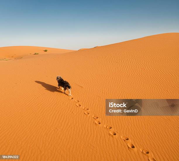 Perro Toma Solo Caminando En La Duna De Arena En El Desierto Foto de stock y más banco de imágenes de Pasear perros