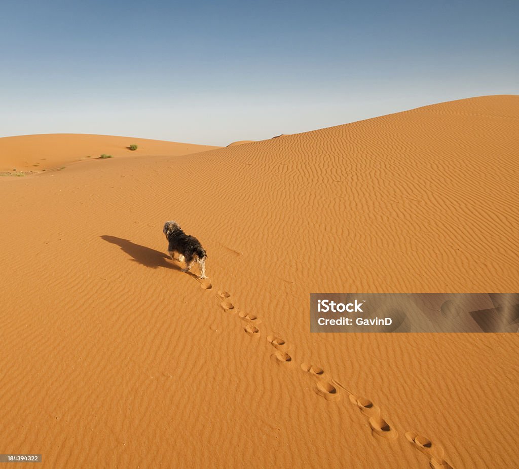 犬は、孤独徒歩での砂漠の砂丘 - �俯瞰のロイヤリティフリーストックフォト