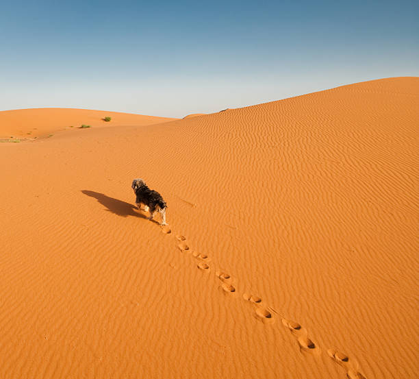 istock Dog takes lonely walk up sand dune in desert 184394322