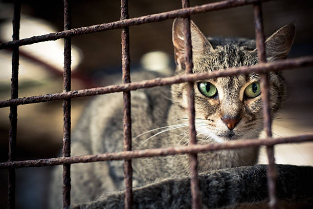 istock Animal Shelter Cat Portrait Series IV 184394455