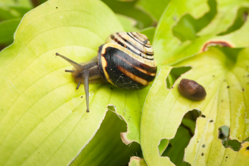 An active snail and a resting slug (tentacles retracted) on hosta leaves which have been damaged by previous snail / slug attacks.See also: