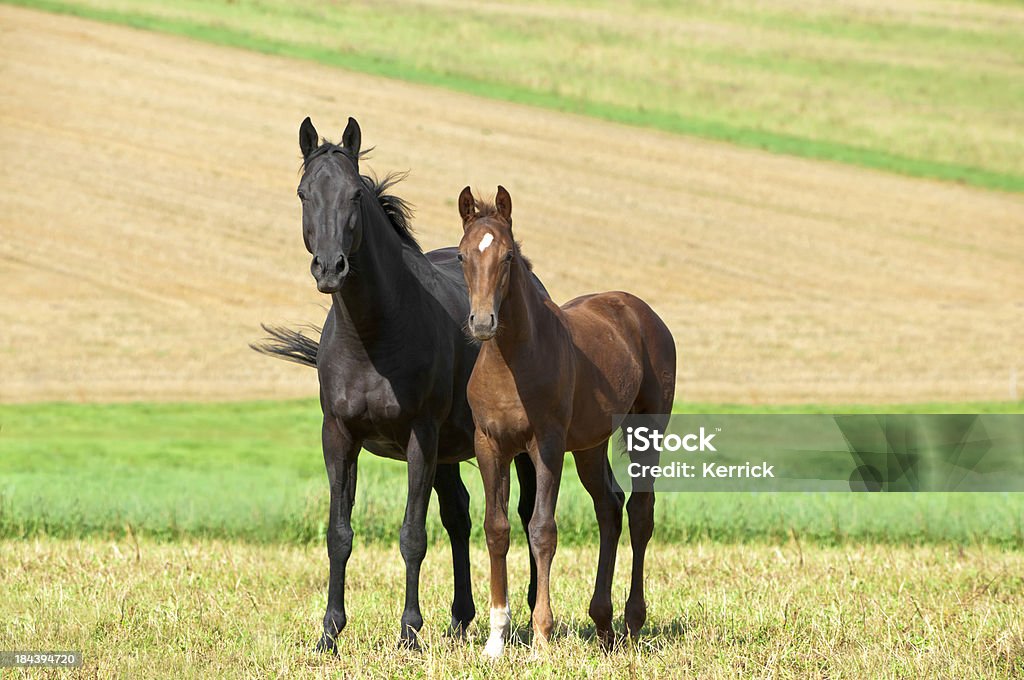 Pferde, die sich für den Fotografen - Lizenzfrei Agrarbetrieb Stock-Foto