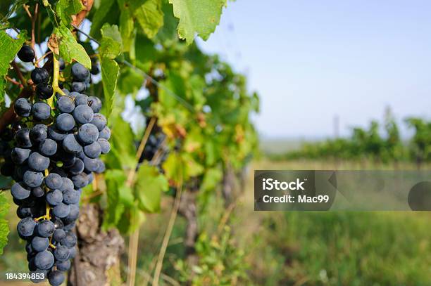 Vinha - Fotografias de stock e mais imagens de Burgenland - Burgenland, Agricultura, Ajardinado
