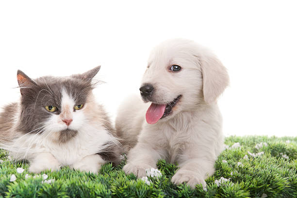 istock beautiful cat and dog 184394905