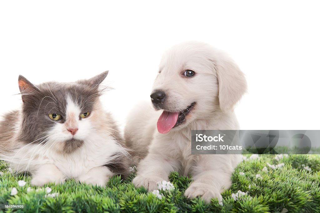 beautiful cat and dog beautiful Persian cat and golden retriever over the green grass Animal Stock Photo