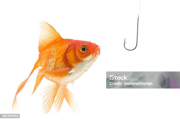 O Perigo - Fotografias de stock e mais imagens de Peixe dourado - Peixe dourado, Fundo Branco, Humor