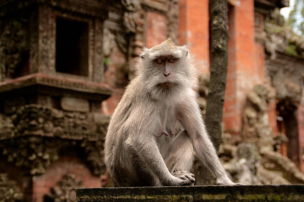 Curious macaque stock photo