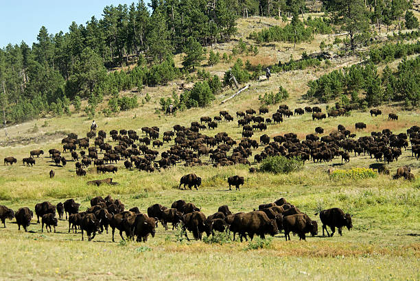 istock American Bison Herd in South Dakota 184395123