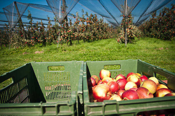 istock harvest on an apple plantation 184395198
