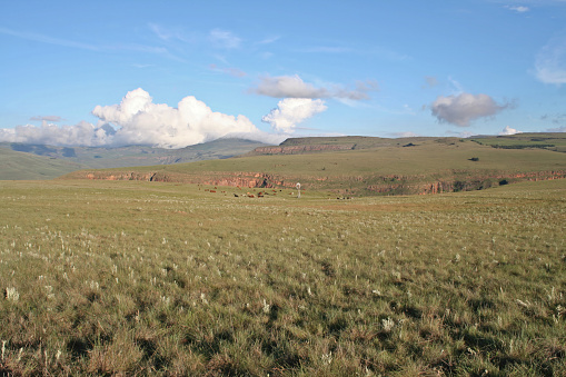 Nguni calves in long gras and scenic mountainous backdrop