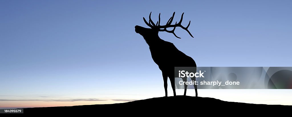 XL elk silhouette large elk bull in silhouette on hilltop at sunset, panoramic frame (XL) Deer Stock Photo