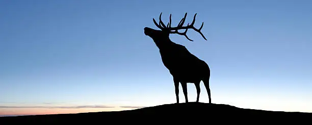 large elk bull in silhouette on hilltop at sunset, panoramic frame (XL)