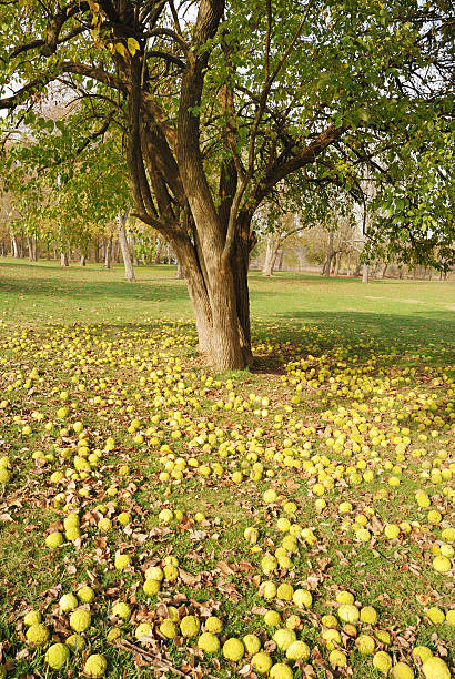 Osage orange tree with fruit littering ground "The Osage Orange tree, Maclura Pomifera, is shown here after having dropped a large crop of fruit. The pale fruit balls slightly resemble an orange but are inedible and contain a milky sap. The trees are often grown as hedge rows because of their tangle of branches and strong wood. The wood is a yellow orange color and prized for making tool handles and bows." maclura pomifera stock pictures, royalty-free photos & images