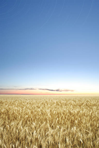 xxxl 위트 필드 twilight - nebraska midwest usa farm prairie 뉴스 사진 이미지