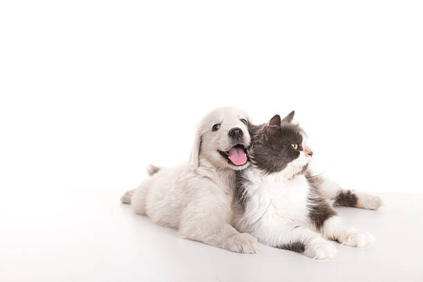 istock beautiful cat and dog 184395824