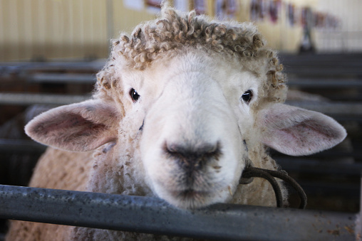 A DSLR head shot of a sheep looking at camera in a stable. Selective focus on its eyes. 