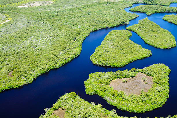 Panoramic view of Mangrove Estuary Mangroves along a south Florida coastline.  Taken from a helicopter at 500 feet. estuary stock pictures, royalty-free photos & images