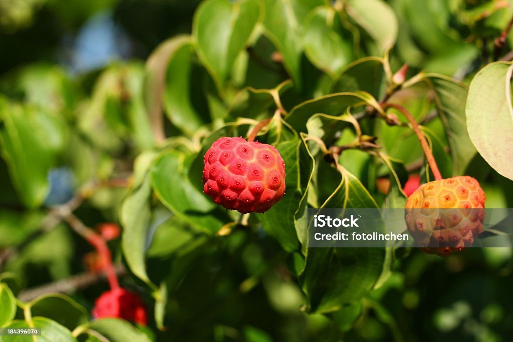 Cornus Kousa frutas - Foto de stock de Aire libre libre de derechos