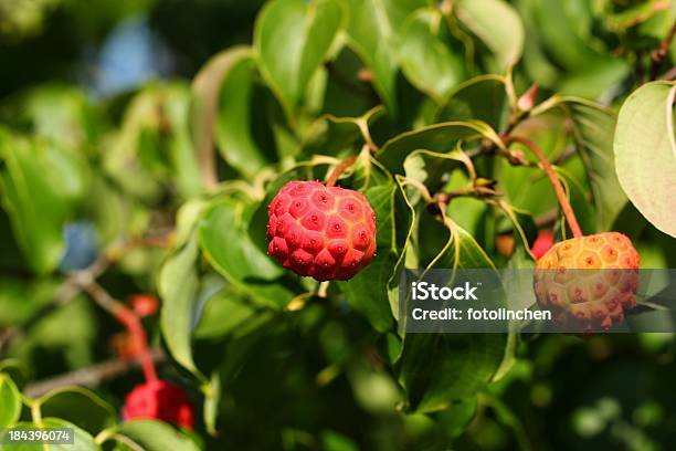 Cornus Kousa Frutas Foto de stock y más banco de imágenes de Aire libre - Aire libre, Color vibrante, Cornejo Pacífico