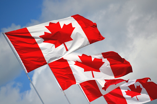 Canada Day flags blowing in the wind background.  Many Canada flag poles and blue sky banner.