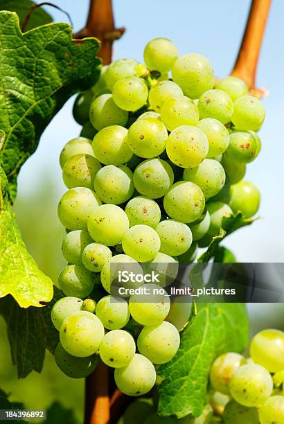Foto de Uvas e mais fotos de stock de Agricultura - Agricultura, Amarelo, Bebida alcoólica