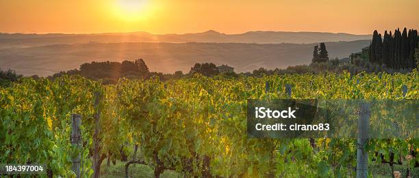 Foto de Vinhedo Na Toscana De Montanha Ao Nascer Do Sol Montalcino e mais fotos de stock de Nascer do sol