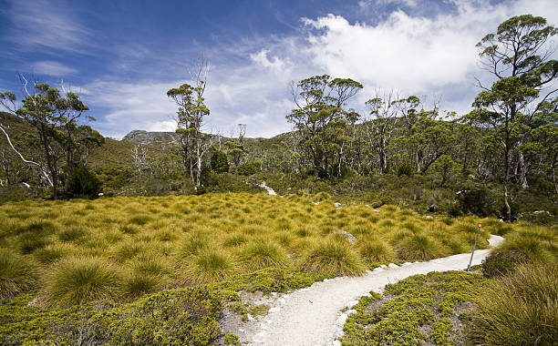 The Overland Track A portion of the famous Overland Track in Cradle Mountain-Lake Saint Clair National Park in northern Tasmania.  This portion of the walking trail is located near Ronnie's Creek. horizon over land stock pictures, royalty-free photos & images