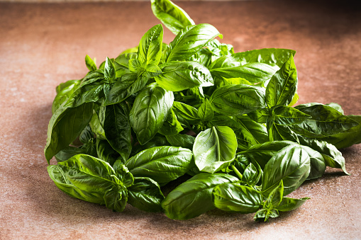 Fresh green sweet basil leaves, Also known as great basil or Genovese basil, Ocimum basilicum, a culinary herb in the mint family, and a tender plant, used in cuisines worldwide.