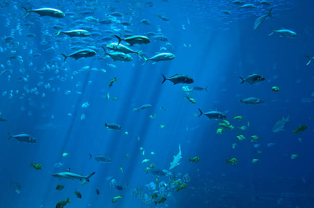 school of fish deep blue ocean with a lot of fish::: Related Images ::: river swimming women water stock pictures, royalty-free photos & images