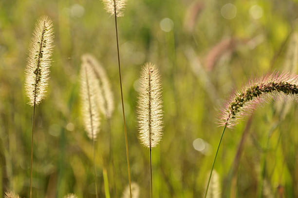 istock Beauty in nature 184397725