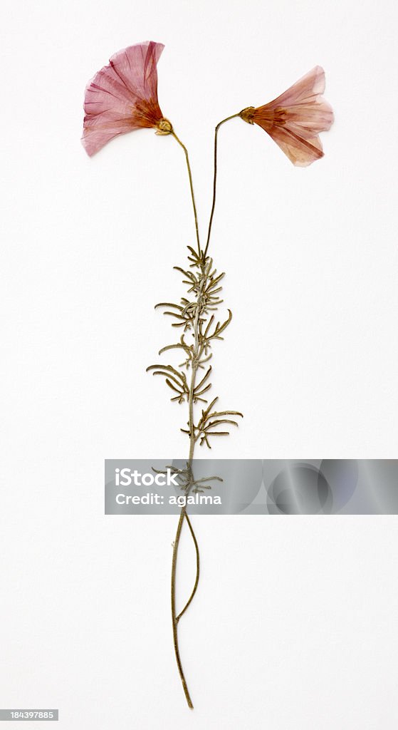 말린 꽃 - 로열티 프리 말린 식물 스톡 사진