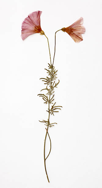 Two pink dried flowers on white background