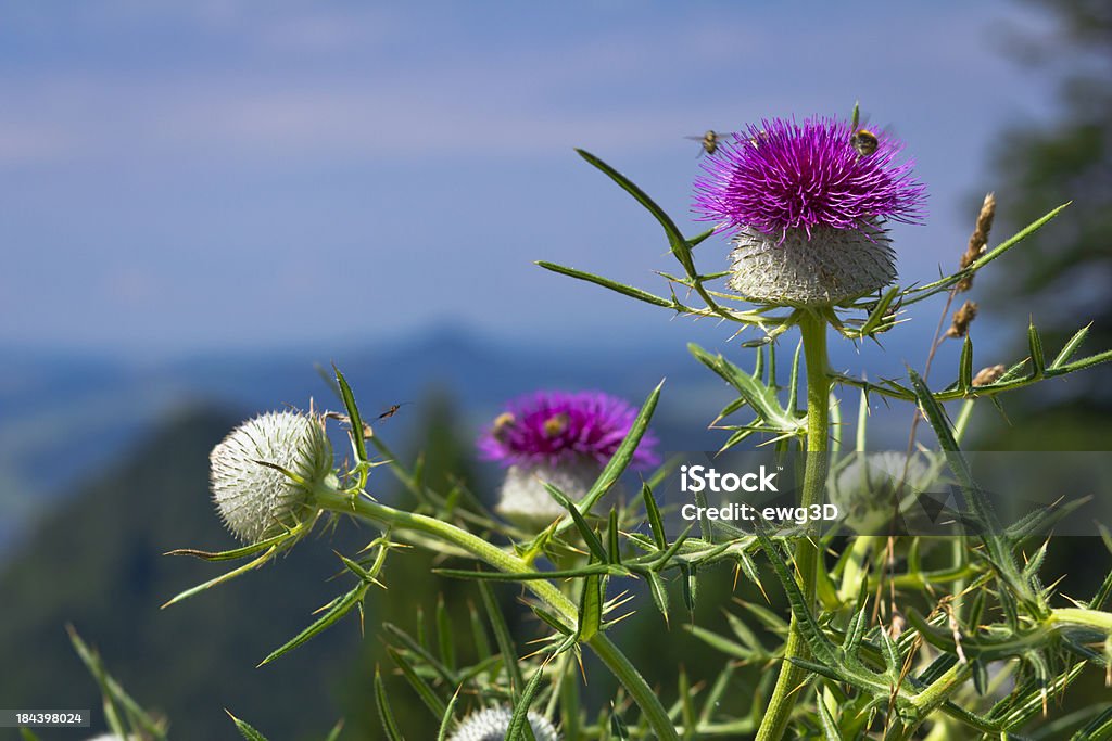 Cardo Scotch flowerhead - Foto stock royalty-free di Cardo scozzese