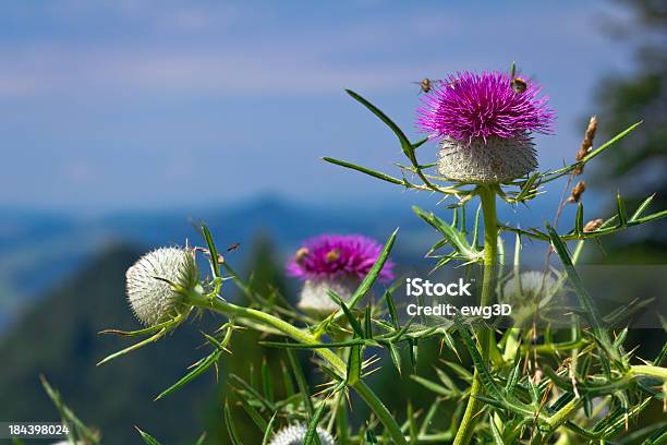 Żarnowiec Thistle Flowerhead - zdjęcia stockowe i więcej obrazów Popłoch pospolity - Popłoch pospolity, Oset, Szkocja