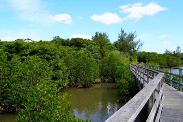 istock View of Manglove Forest 1843982256
