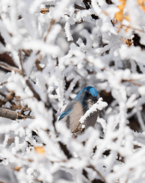 istock Woodhouse's Scrub Jay, Cheyenne Mountain State Park 1843982463