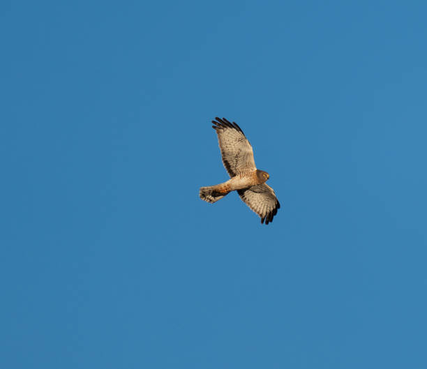 istock Northern Harrier hunting over the fields 1843983303