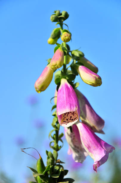 istock Beauty in nature 184398369