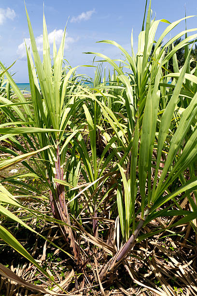 Haiti, Port Salut, sugar cane.