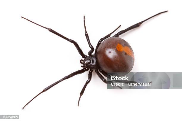 Redback Spider Isoliert Stockfoto und mehr Bilder von Spinne - Spinne, Weißer Hintergrund, Freisteller – Neutraler Hintergrund