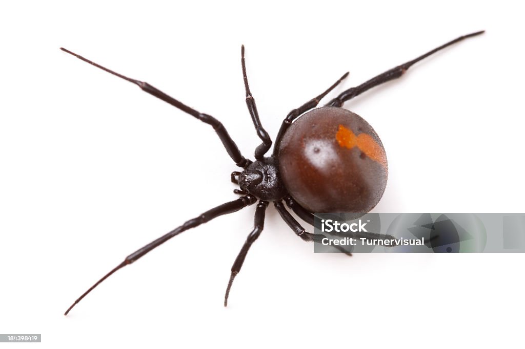 Aranha de dorso vermelho (Latrodectus Hasselti) isolado - Royalty-free Aranha - Aracnídeo Foto de stock