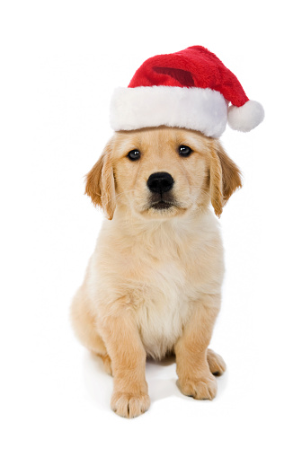 8 week old cute Golden Retriever puppy wearing a Santa hat looking at the camera on a white background  