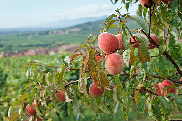 elsass-pfirsich bäume in den vineyards - st hippolyte stock-fotos und bilder