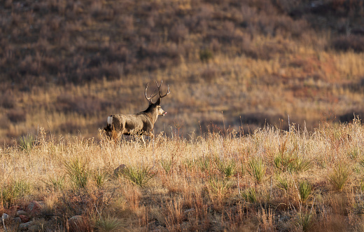 Large mule deer buck in Colorado